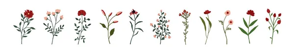 赤い野の花がセット ピンクの野生の花植物植物 牧草地や畑のハーブ 白地に隔離された手描きのフラットスタイルで繊細な夏の花イラスト — ストックベクタ