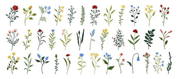 野花セット 野生の花植物植物 牧草地や畑のハーブ 白地に隔離された手描きのフラットスタイルで繊細な夏の花イラスト — ストックベクタ