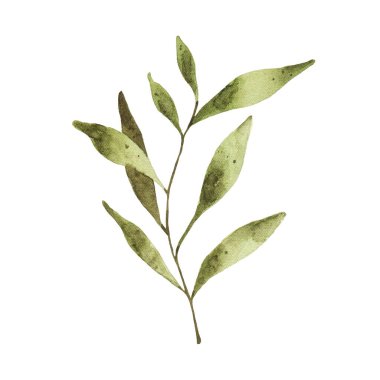 Beyaz arka planda izole edilmiş suluboya yeşil yaprak. Çiçekli bahar yeşilliği çizimi