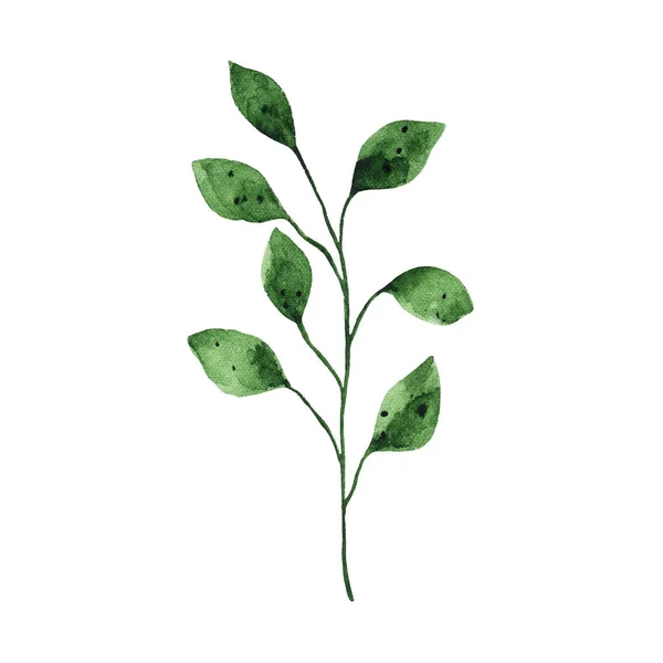Υδατογραφία Πράσινο Φύλλο Απομονώνονται Λευκό Φόντο Floral Άνοιξη Πράσινο Απεικόνιση — Φωτογραφία Αρχείου