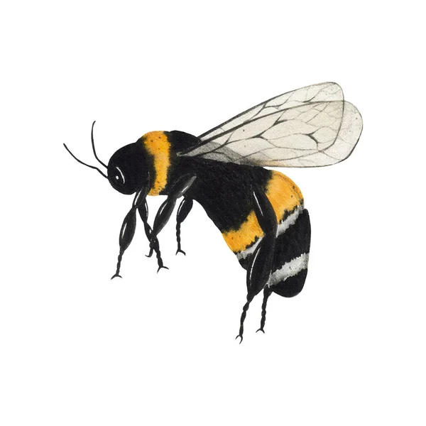 Abeille Aquarelle Isolé Sur Fond Blanc Faune Abeilles Insectes Illustration — Photo