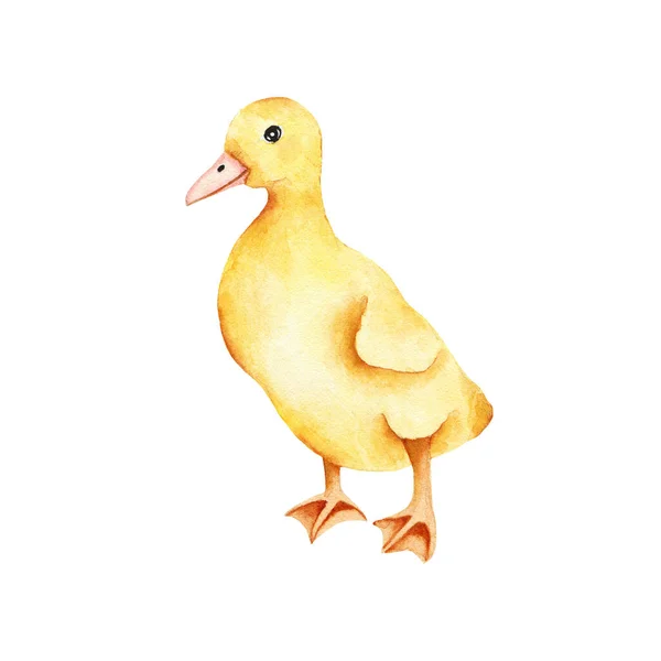 Watercolor Yellow Little Duckling Isolated White Background Fauna Duck Farm — Stock Photo, Image