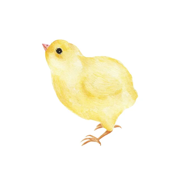 Beyaz Arka Planda Izole Edilmiş Suluboya Küçük Sarı Tavuk Hayvan — Stok fotoğraf