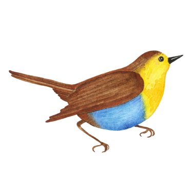 Beyaz arka planda izole edilmiş suluboya kuş. Vahşi mavi kuş hayvan doğa çizimi