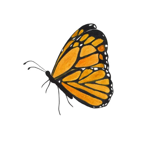 Aquarell Bunte Orange Schmetterling Isoliert Auf Weißem Hintergrund Frühling Sommer — Stockfoto