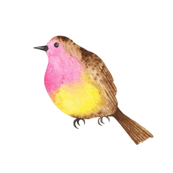 Uccello Acquerello Isolato Sfondo Bianco Selvaggio Rosa Giallo Uccello Fauna — Foto Stock