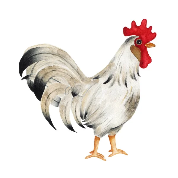 Acquerello Colorato Gallo Isolato Sfondo Bianco Fauna Fattoria Animale Illustrazione — Foto Stock