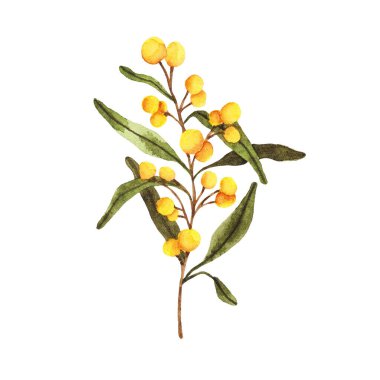 Yeşil yapraklı suluboya bahar mimoza dalları beyaz arka planda yalıtılmış yapraklar. Çiçekli bahar Paskalya çiçeği illüstrasyonu