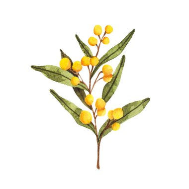 Yeşillik yapraklı suluboya bahar mimoza dalı çiçeği