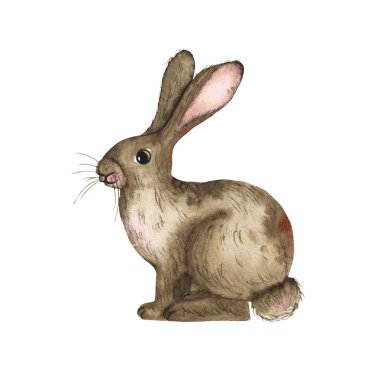 Beyaz arkaplanda izole edilmiş suluboya kahverengi tavşan
