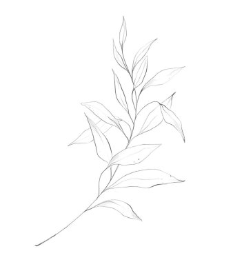Botanik çizgisi çiçek dalı, yapraklar. El çizimi soyut kalem çizimi bitkisi beyaz arkaplan çizgisi çizimine izole edilmiş.