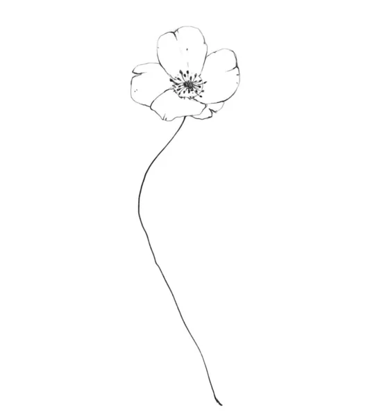 植物学的輪郭野花 手描き花抽象鉛筆画白地に孤立した花畑線画イラスト — ストック写真