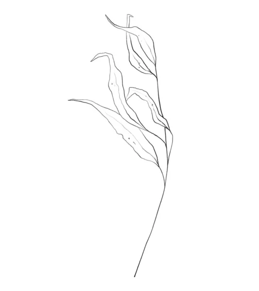 Botanic Outline Floral Branch Leaves Hand Drawn Floral Abstract Pencil — Stok fotoğraf