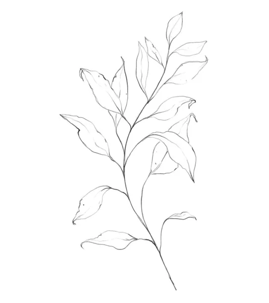 Botanic Outline Floral Branch Leaves Hand Drawn Floral Abstract Pencil — ストック写真