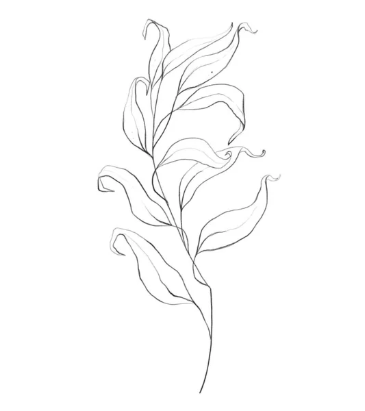 植物性のアウトライン花の枝 白地に描かれた手描きの花の抽象的な鉛筆のスケッチ植物 アートイラスト — ストック写真