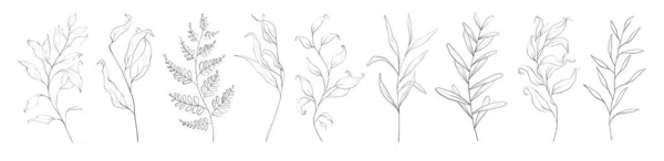 植物学的なアウトラインの花の枝 葉のセット 白地線画に孤立した手描きの抽象的な鉛筆画の植物 — ストック写真