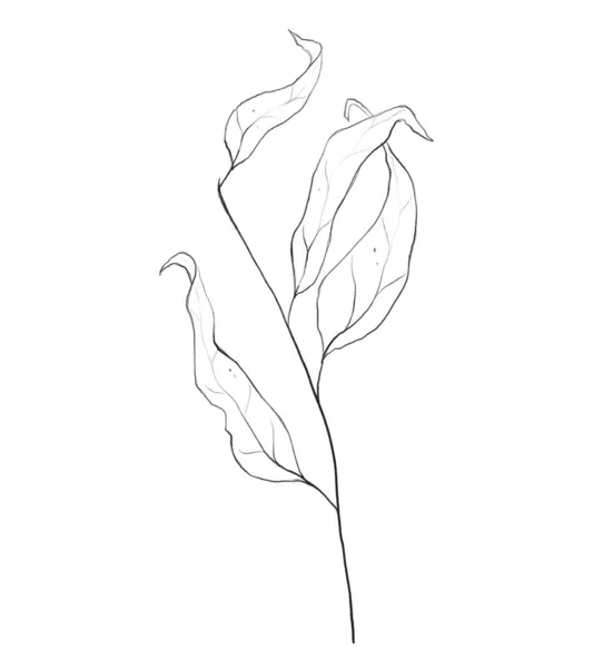 Botanický obrys květinové větve, listy. Ručně kreslený květinový abstraktní náčrt tužky — Stock fotografie