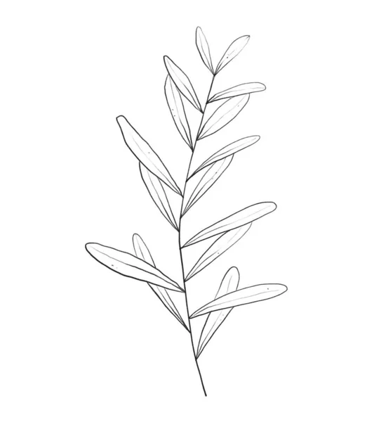 Botaniska kontur blommig gren, blad. Handritad blommig abstrakt penna skiss — Stockfoto