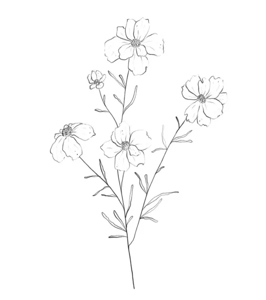 Botanic outline wildflower. Hand drawn floral abstract pencil sketch field flower