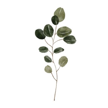 Beyaz arkaplanda suluboya okaliptüs izole edilmiş. Bitki yeşili yapraklar bitki çizimi