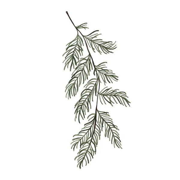 白い背景に孤立した水彩のモミの枝 クリスマスツリー緑豊かなトウヒの枝の小枝のイラスト — ストック写真