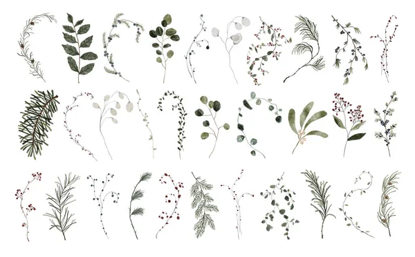 Watercolor Set Winter Christmas Green Leaves Fir Branches Wildflowers Spruce — Stock Photo, Image