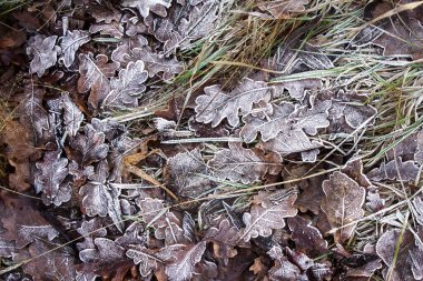 Buzla kaplanır. Buz tutmuş güzel yapraklar. Karda güzel yapraklar. Arkaplan, doku.