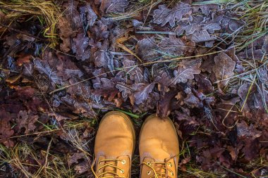 Buzla kaplanır. Buz tutmuş güzel yapraklar. Karda güzel yapraklar. Arkaplan, doku.