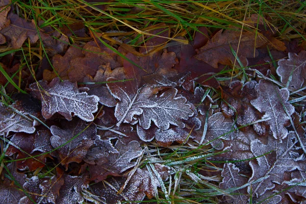 Lämnar Med Frost Vackra Blad Frost Vackra Löv Snön Bakgrund — Stockfoto