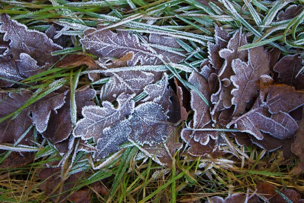 Laub Mit Frost Schöne Blätter Frost Schöne Blätter Schnee Hintergrund — Stockfoto