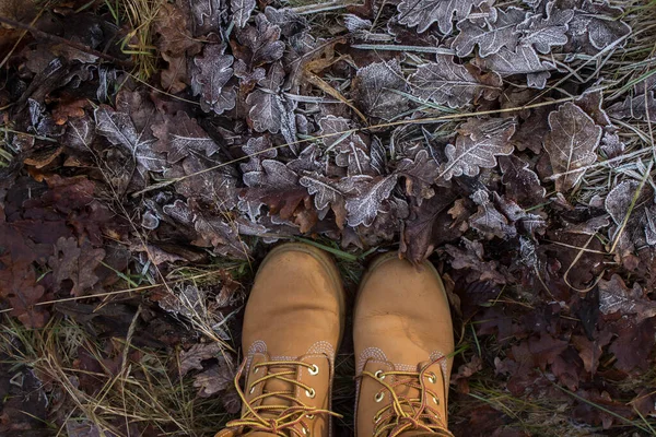 Buzla kaplanır. Buz tutmuş güzel yapraklar. Karda güzel yapraklar. Arkaplan, doku.