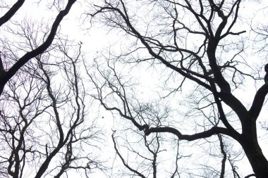 Beyaz gökyüzüne karşı ağaç dalları. Doku. Geçmişi. Ağaç dallarının güzel deseni.