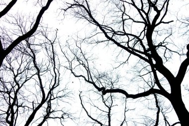 Beyaz gökyüzüne karşı ağaç dalları. Doku. Geçmişi. Ağaç dallarının güzel deseni.
