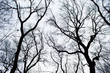 Beyaz gökyüzüne karşı ağaç dalları. Doku. Geçmişi. Ağaç dallarının güzel deseni.