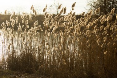 Gölde sazlıklar. Güzel manzara. Gün batımında göl. Arkaplan.