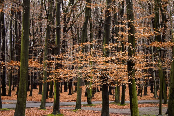 Wspaniały Jesienny Las Drzewa Tańczące Piękny Jesienny Krajobraz Piękne Liście — Zdjęcie stockowe