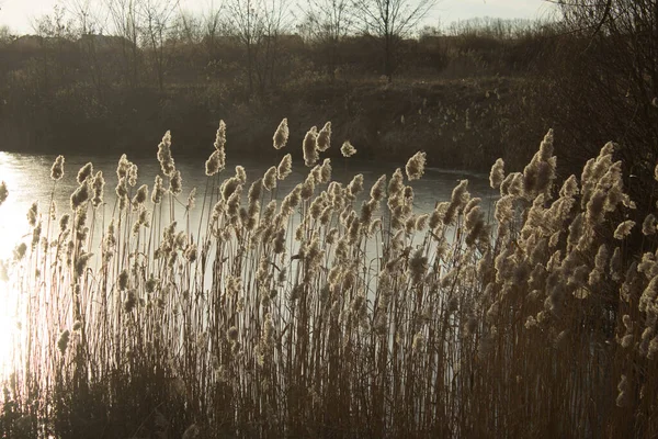 Reeds Jezeře Nádherná Krajina Jezero Při Západu Slunce Pozadí — Stock fotografie