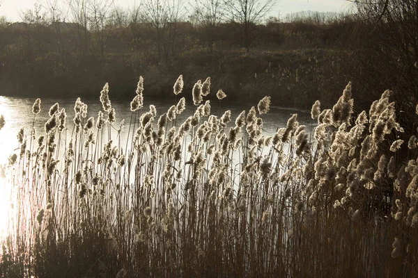 Reeds Jezeře Nádherná Krajina Jezero Při Západu Slunce Pozadí — Stock fotografie