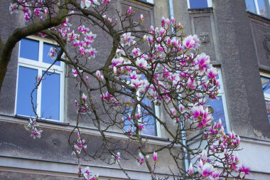 Manolya çiçek açar, manolya çiçekleri güzel bir evin arka planında. Arkaplan.