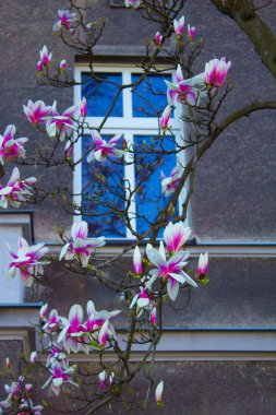 Manolya çiçek açar, manolya çiçekleri güzel bir evin arka planında. Arkaplan.