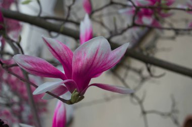Magnolia çiçek açar, manolya çiçekleri gökyüzüne karşı. Arkaplan.