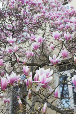 Manolya çiçek açar, manolya çiçekleri güzel bir evin arka planında. Arkaplan.