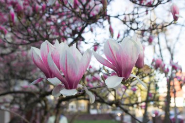 Manolya çiçek açar, manolya çiçekleri güzel bir evin arka planında. Arkaplan.
