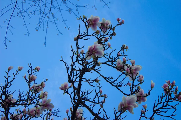 Magnolia Fleurit Magnolia Fleurit Sur Fond Une Belle Maison Contexte — Photo