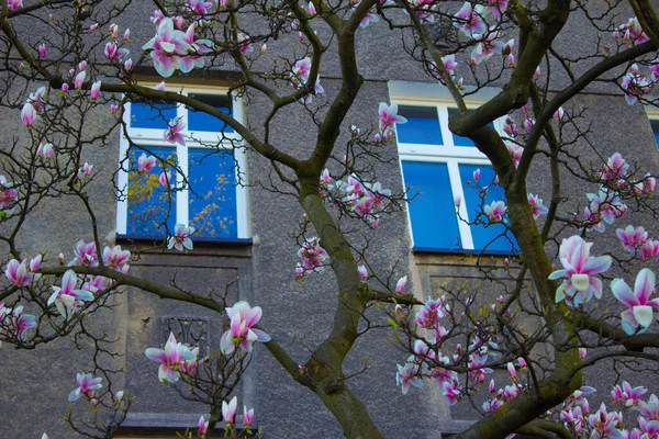 Magnolia Fleurit Magnolia Fleurit Sur Fond Une Belle Maison Contexte — Photo