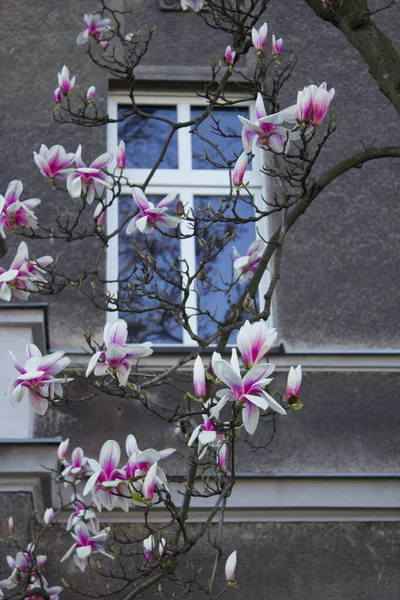 Magnolia Blooms Magnolia Flowers Background Beautiful House Background — Stock Photo, Image