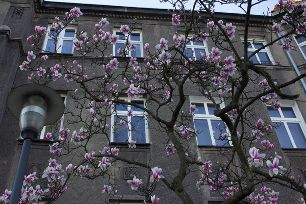 Manolya çiçek açar, manolya çiçekleri güzel bir evin arka planında. Arkaplan.