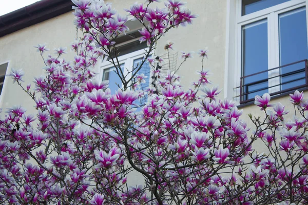 Magnolia Fleurit Magnolia Fleurit Sur Fond Une Belle Maison Contexte — Photo