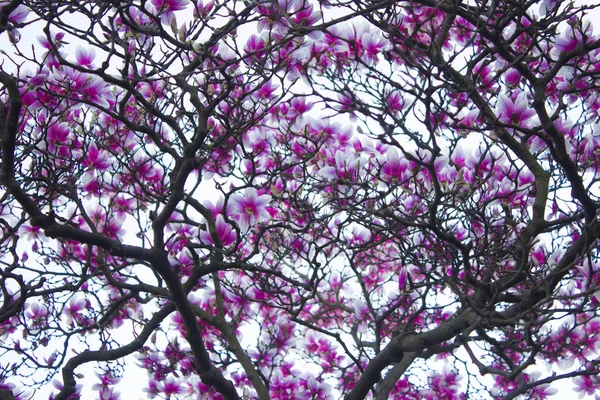 Magnolia Fiorisce Magnolia Fiori Contro Cielo Contesto — Foto Stock