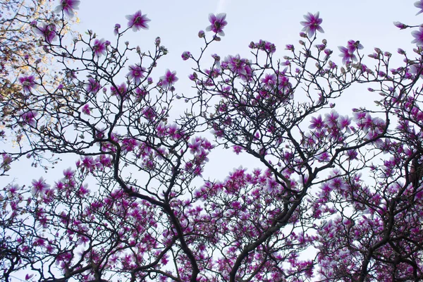 Magnolia Fleurit Magnolia Fleurit Contre Ciel Contexte — Photo